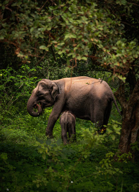 An Asian elephant wandering through the dense tropical forest of the Western Ghats