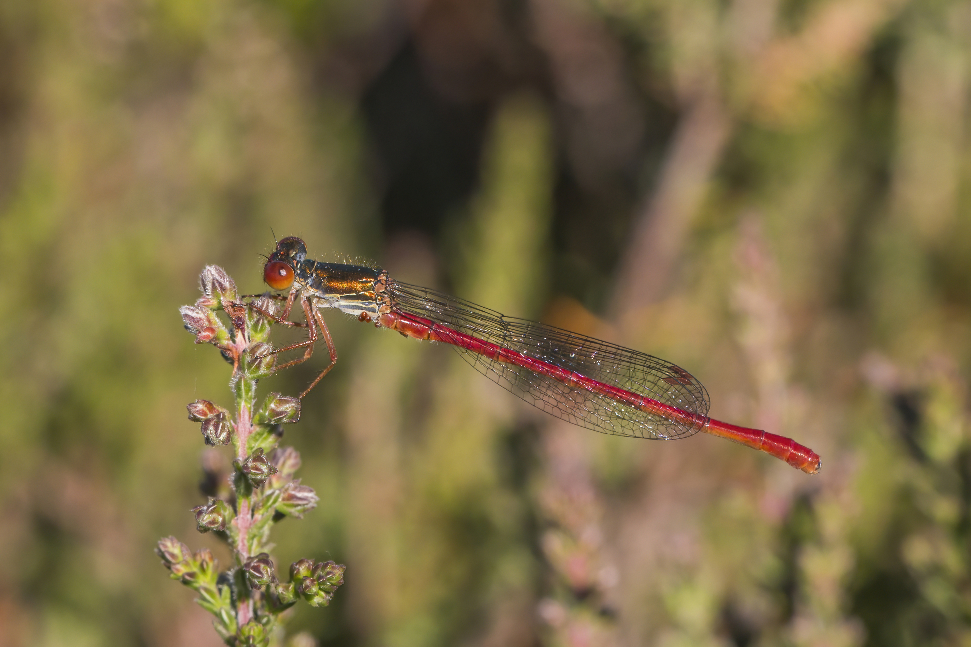 A stunning close-up of a dragonfly resting on vegetation