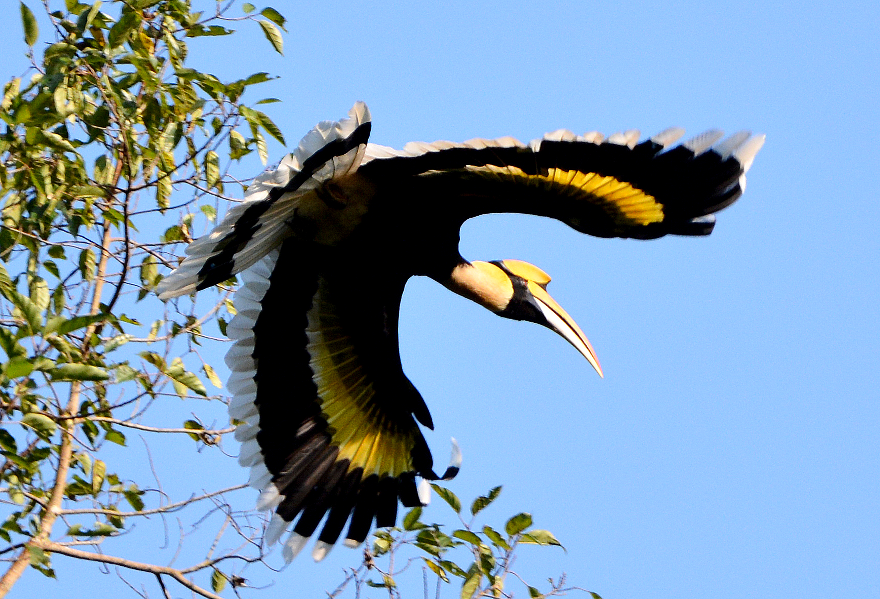 A gorgeous Great Indian Hornbill sitting majestic on a branch