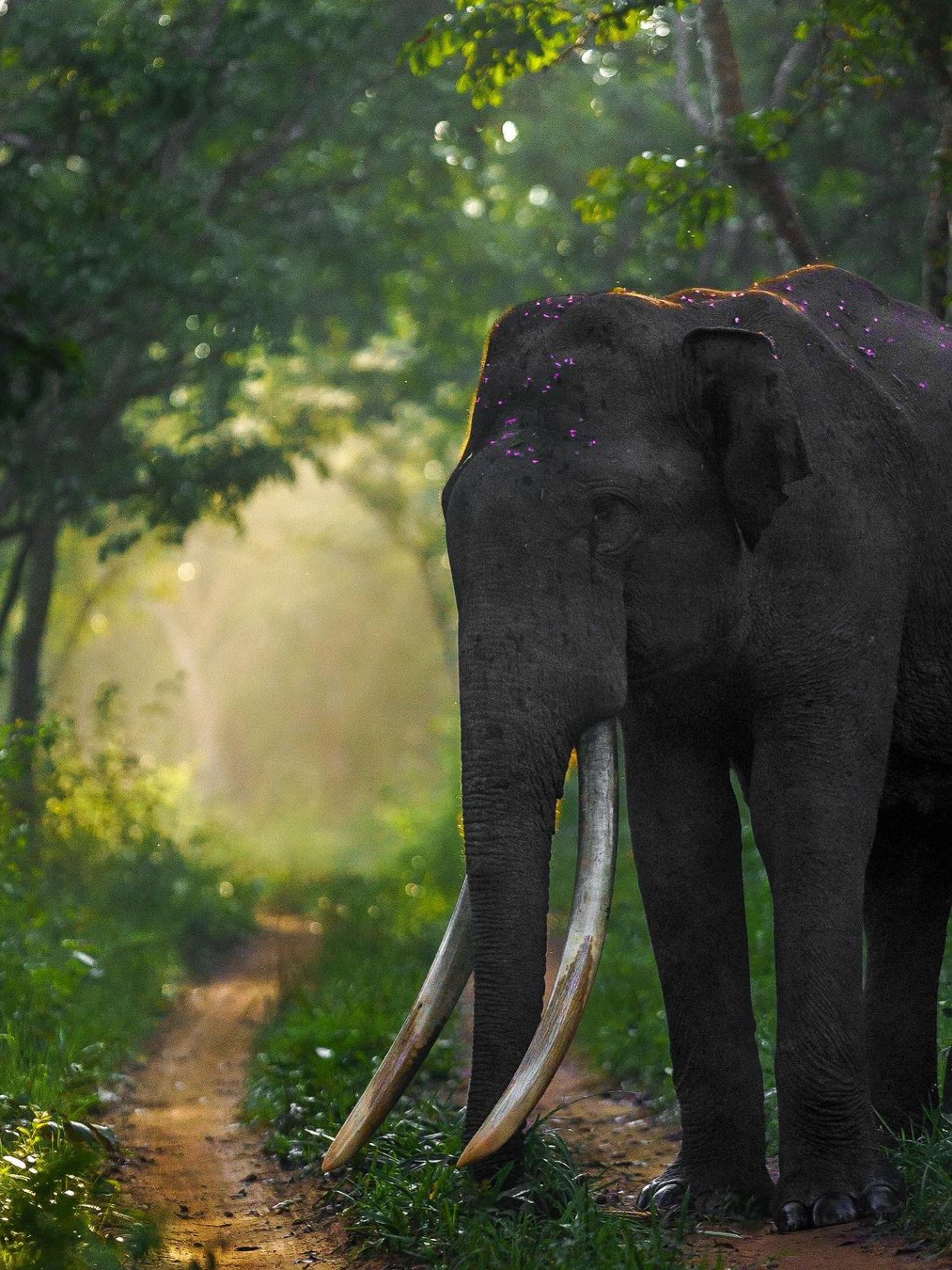 Asian elephant at the forest edge