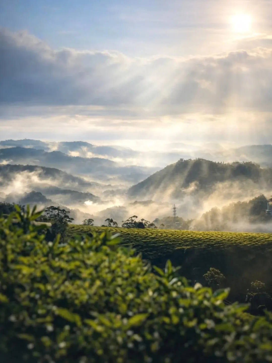 Misty hills of the Western Ghats