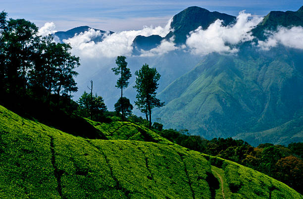 The misty peaks of the Nilgiri mountains, part of the Western Ghats range in India