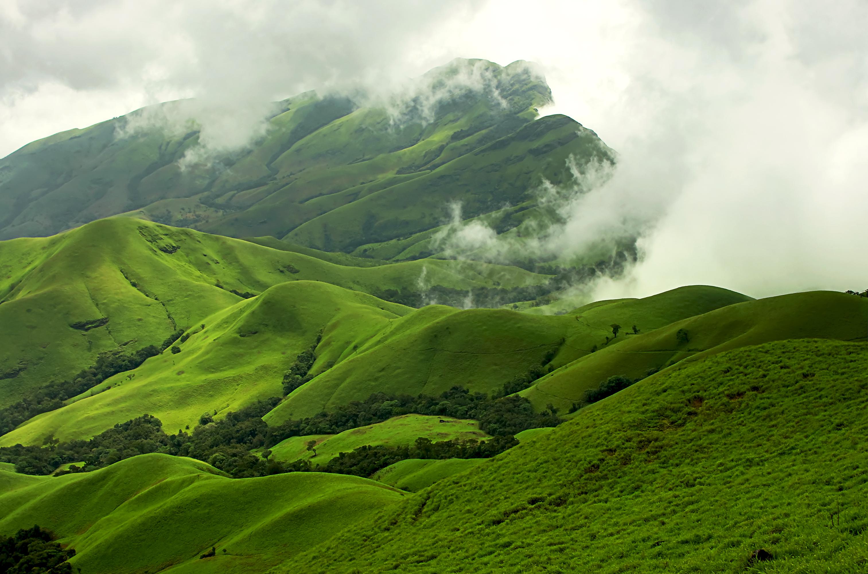 Sunlight filtering through a unique Shola forest and grassland ecosystem