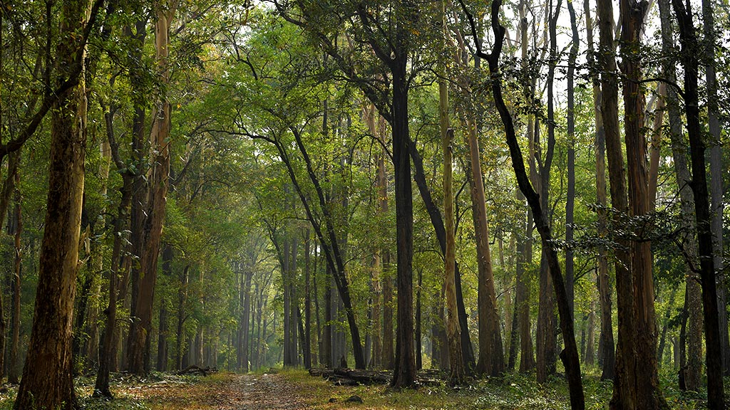 Lush evergreen canopy layer of the Western Ghats