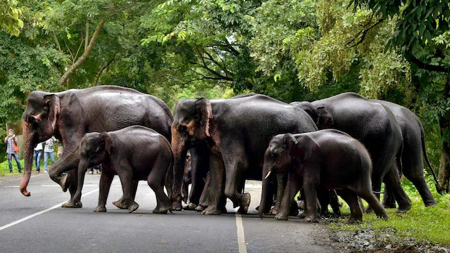 Elephant in wildlife corridor